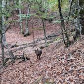 Los lobos son «una plaga» cada vez más peligrosa en Caldas de Luna