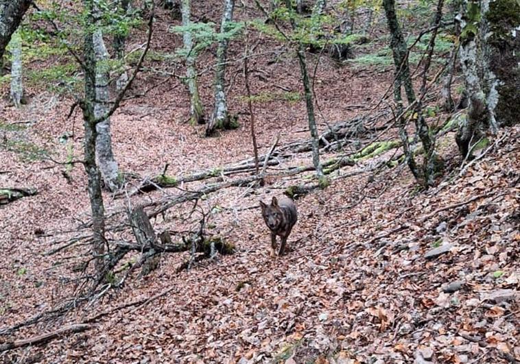 Lobo transitando una zona de la montaña cercana a Caldas de Luna.