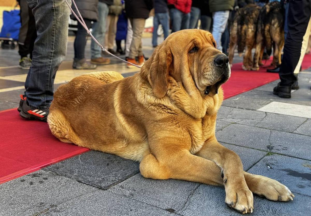 Uno de los mastines premiados en su paso por la catedral de León.