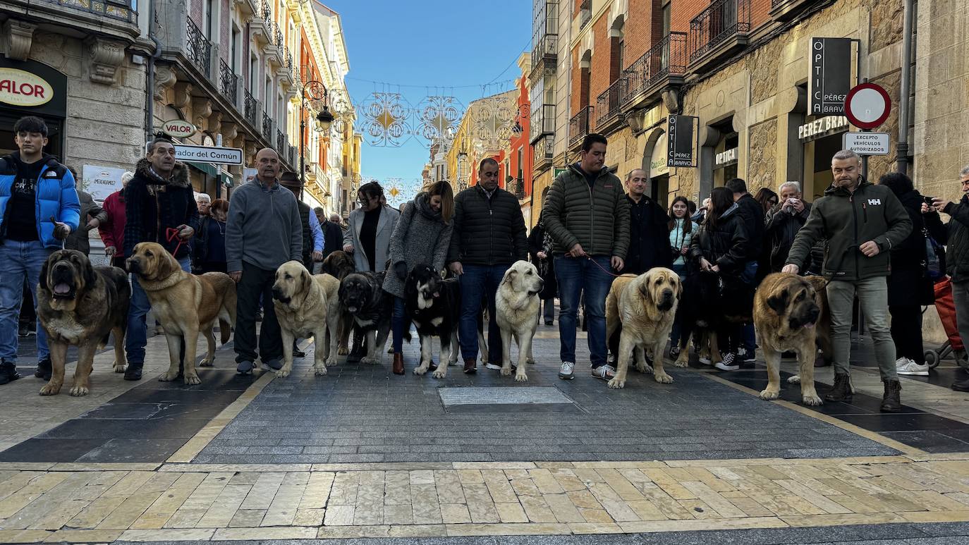 Imagen de los trece campeones de mastín leonés 2023.