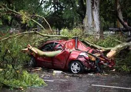 Coche aplastado por árboles afectados por el temporal en Argentina.