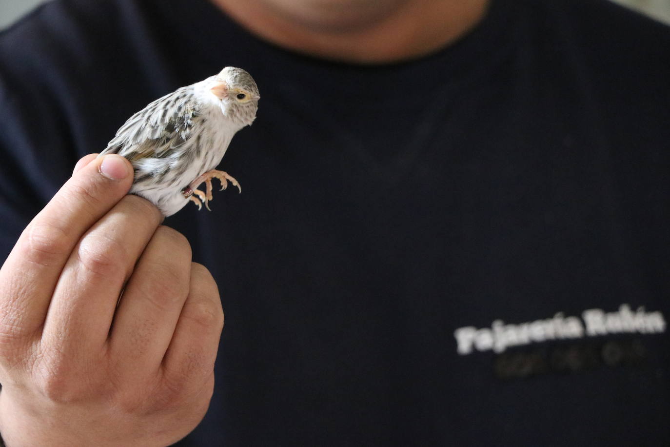 Un negocio singular: la Pajarería Rubén de Villablino