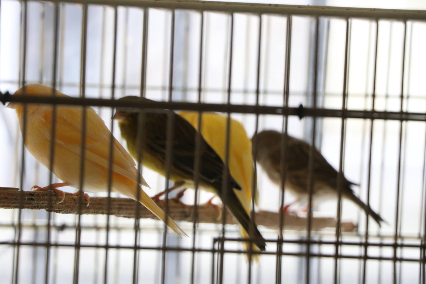 Un negocio singular: la Pajarería Rubén de Villablino