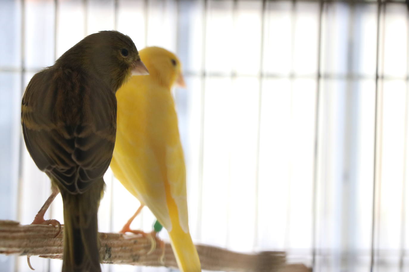 Un negocio singular: la Pajarería Rubén de Villablino