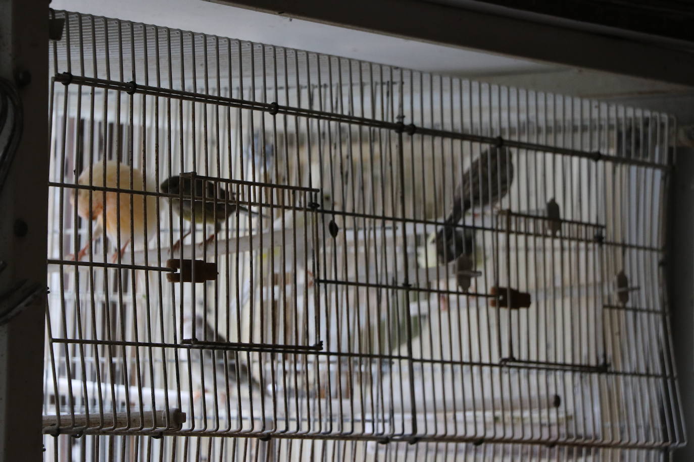 Un negocio singular: la Pajarería Rubén de Villablino