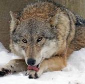 Más daños del lobo en León desde su protección especial: 123 ataques en el primer semestre del año