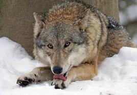 Más daños del lobo en León desde su protección especial: 123 ataques en el primer semestre del año