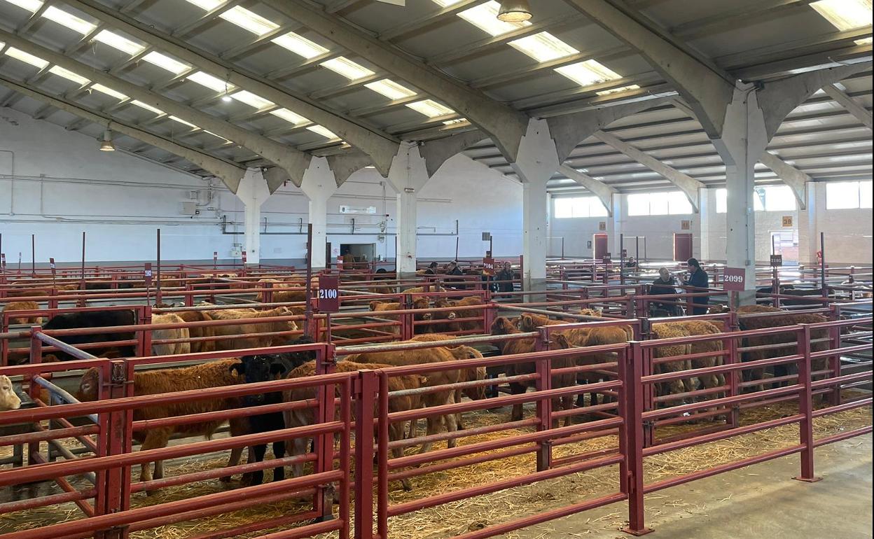 Mercado de ganados de Salamanca. 