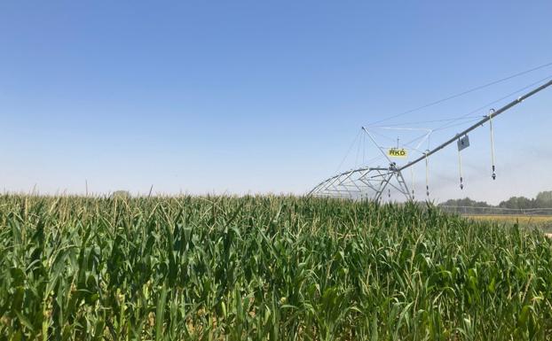 Explotación agraria de regadío. 