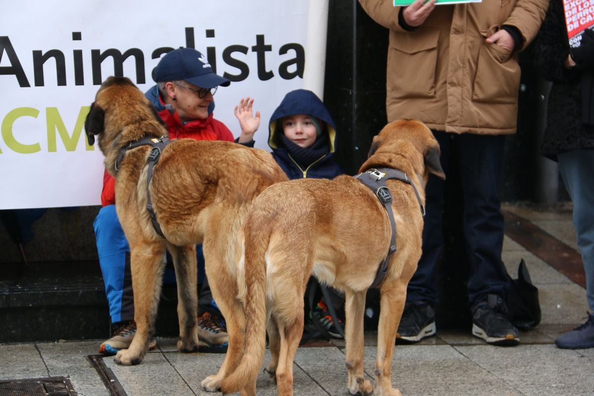 Pacma León se ha concentrado este domingo frente a las puertas del Ayuntamiento de León para exigir al Gobierno un cambio en la ley de protección animal.