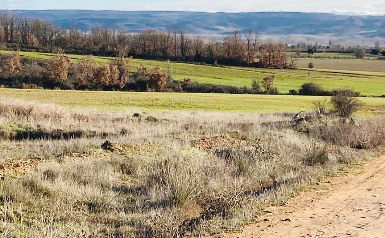 Zona afectada por la planta fotovoltaica Alba1, «hábitat de aves esteparias y rapaces amenazadas», asegura Ecologistas. 