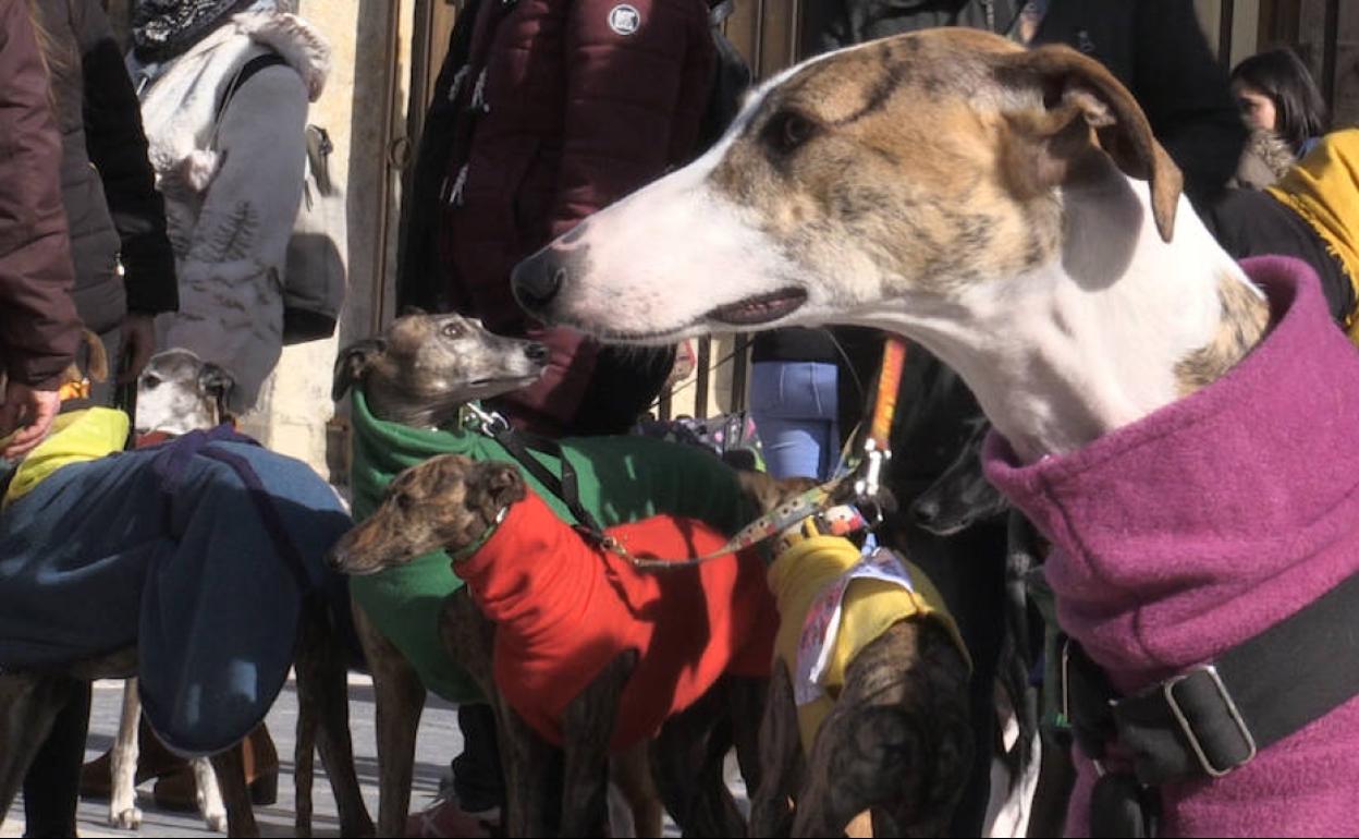 El fin de la temporada de la caza con galgo, cuando se abandonan cientos de estos animales, coincide con la convocatoria de estas movilizaciones.