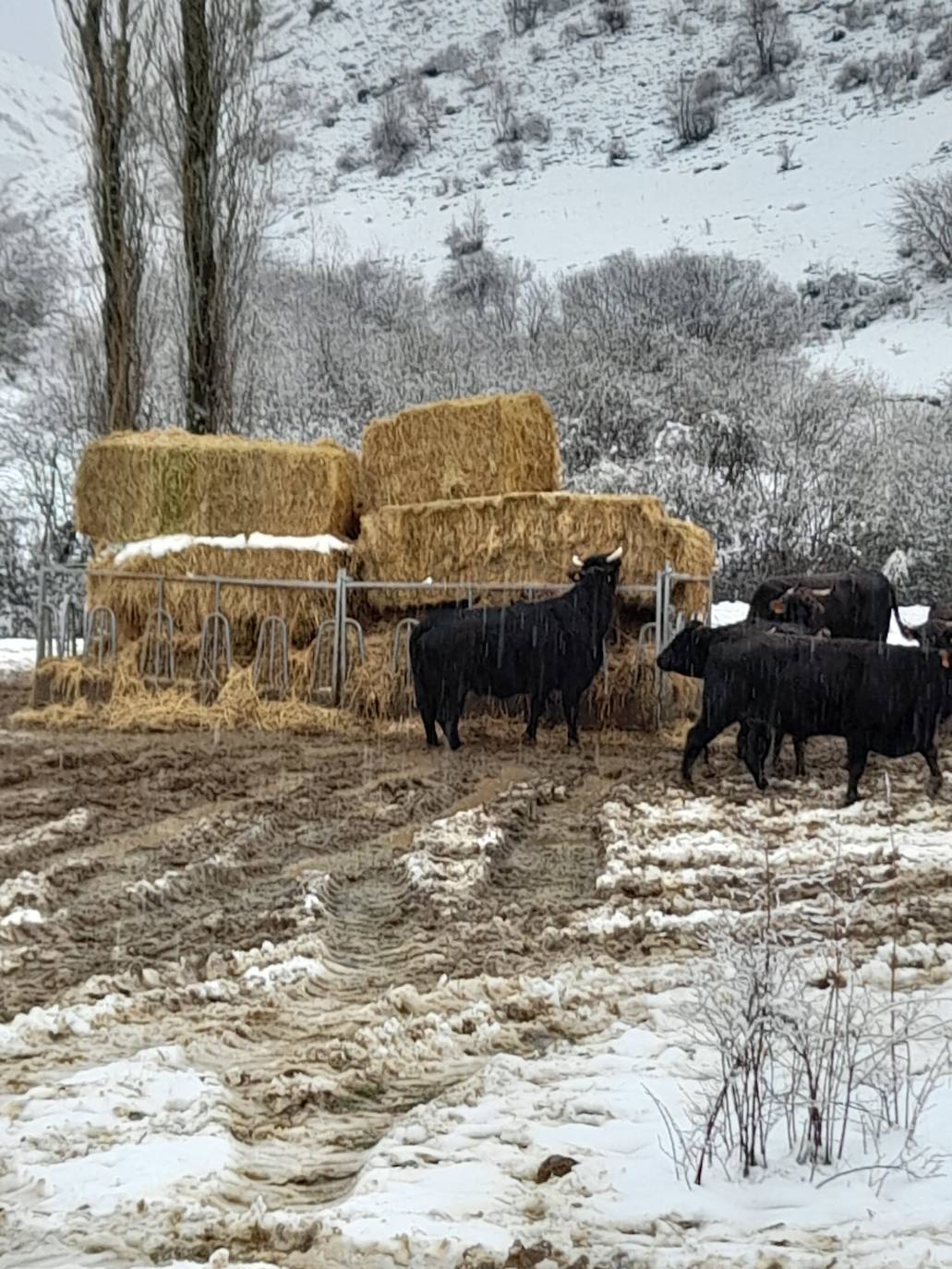 Estampas de nieve en zonas como Cubillas, Lugueros, Villamanín, Villablino, Fontún, Buiza y Villar del Puerto.