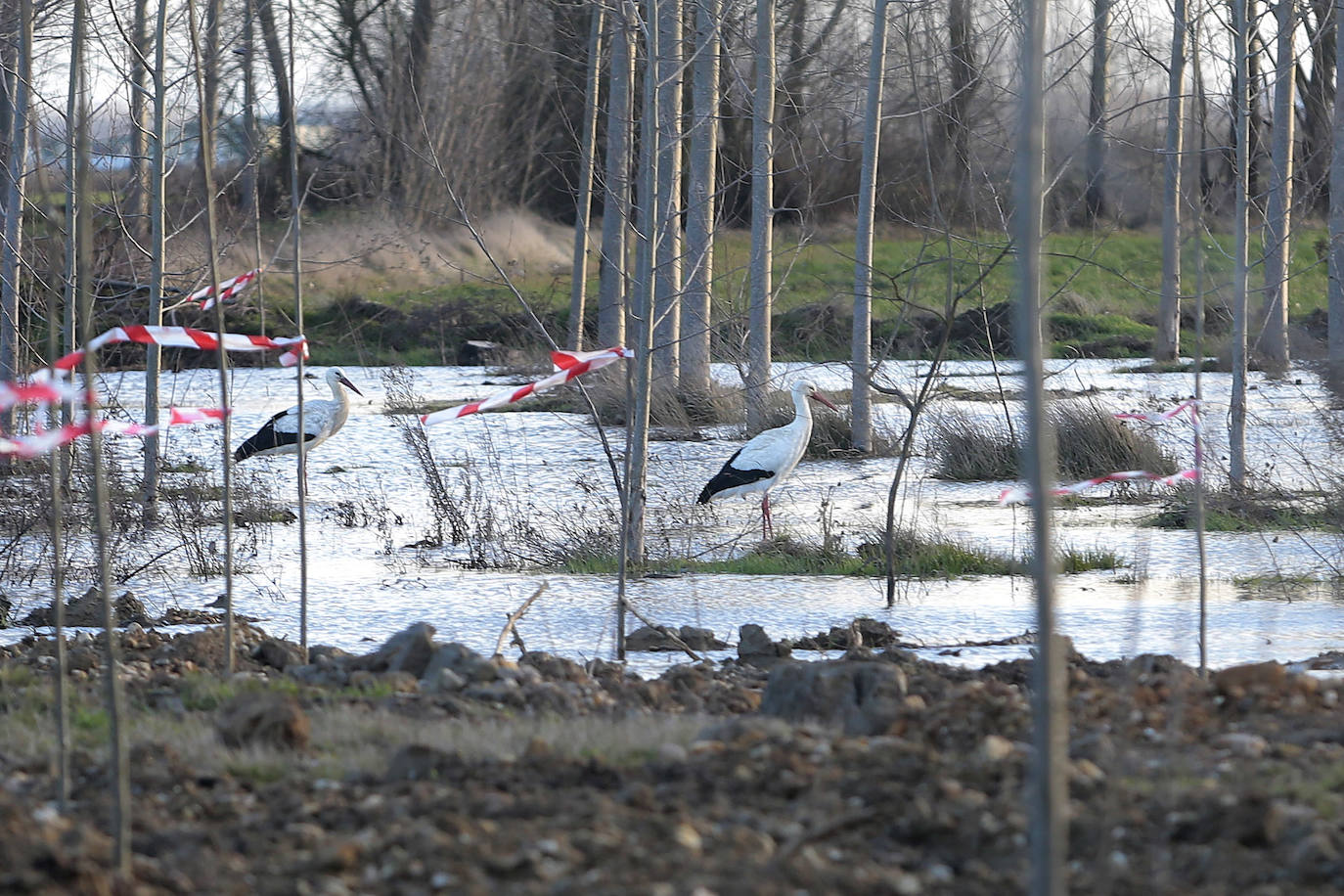 El río Tuerto se desborda a la altura de la localidad leonesa de San Félix de la Vega