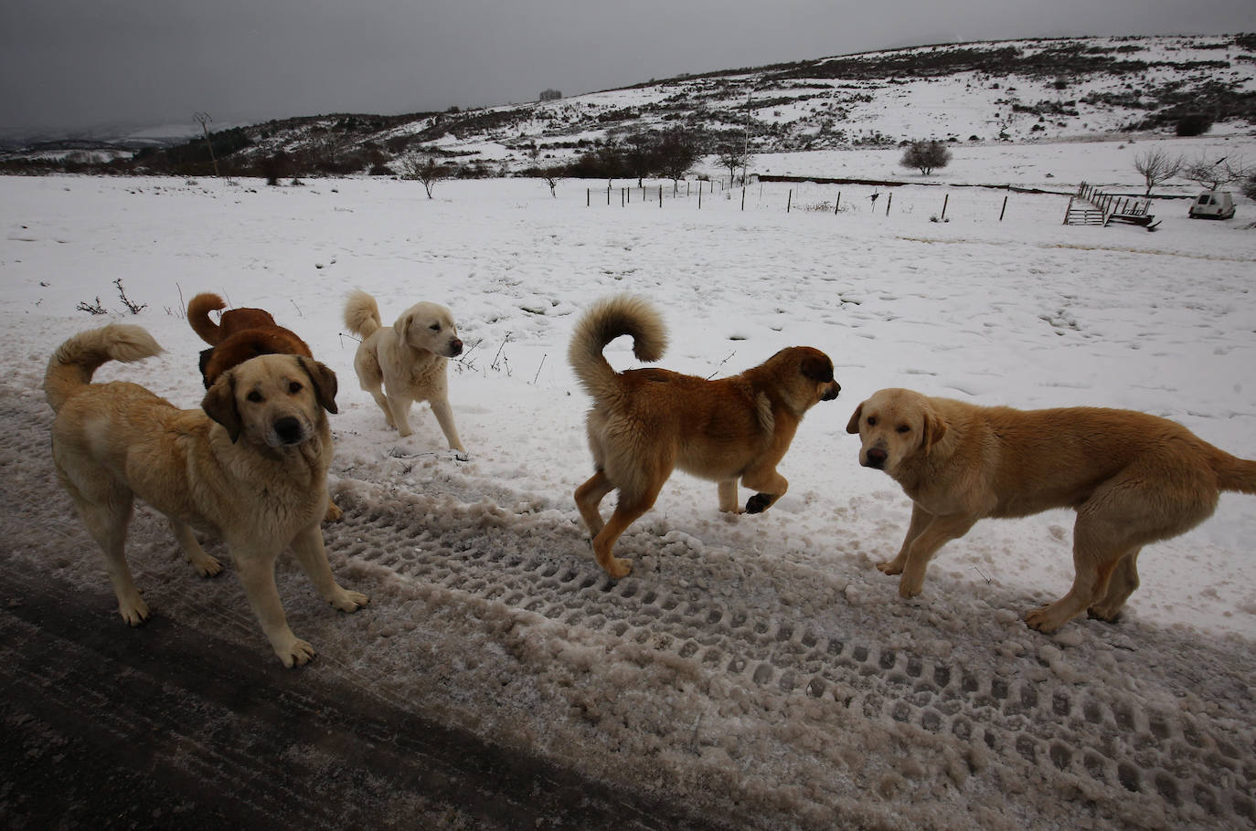 Galería. Los mastines juegan con la nieve en El Bierzo.