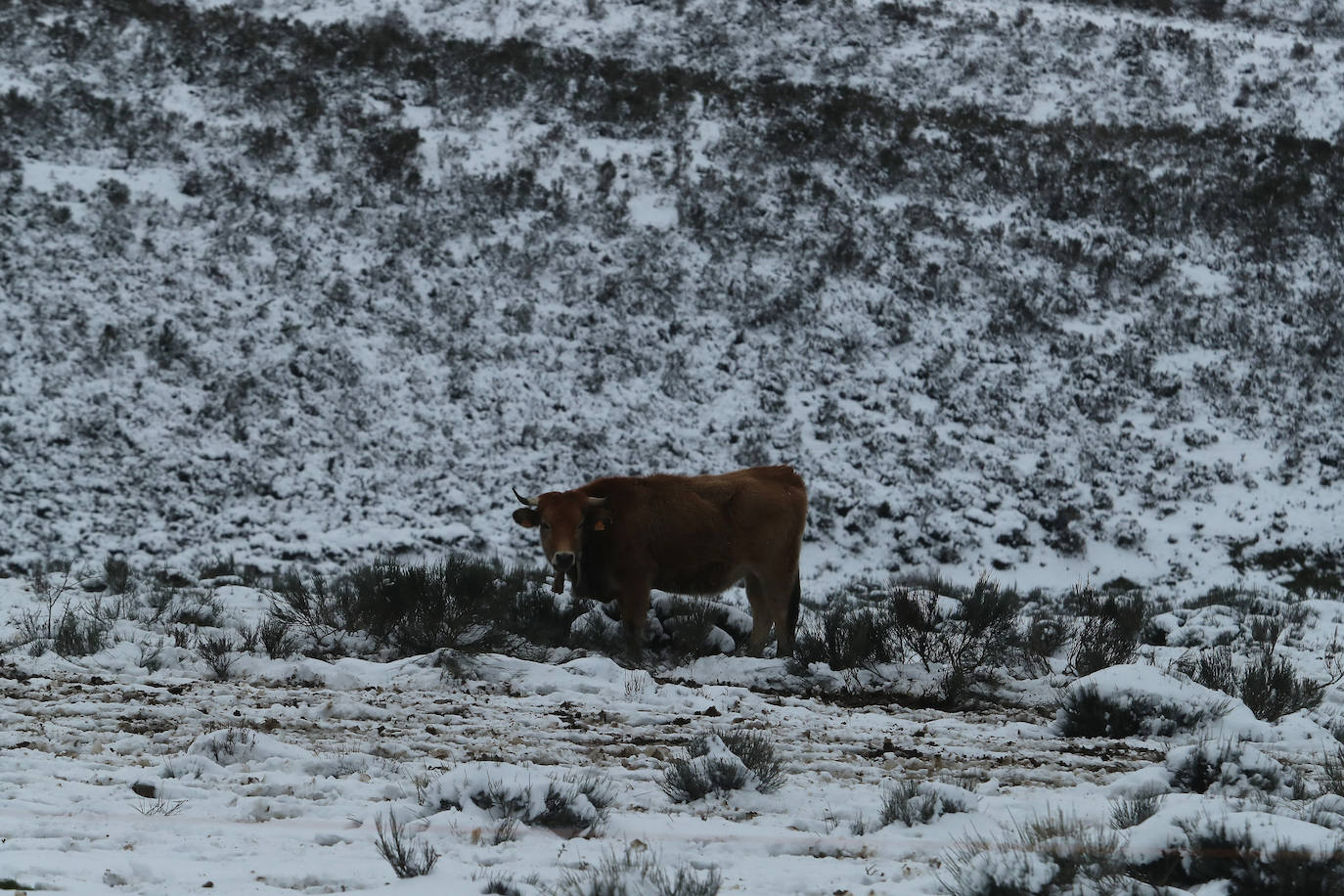 'Fien' comienza a remitir en la provincia pero la montaña se mantiene en fase de preemergencia. La nieve ha alcanzado de lleno a toda la provincia y El Bierzo no ha sido una excepción. 