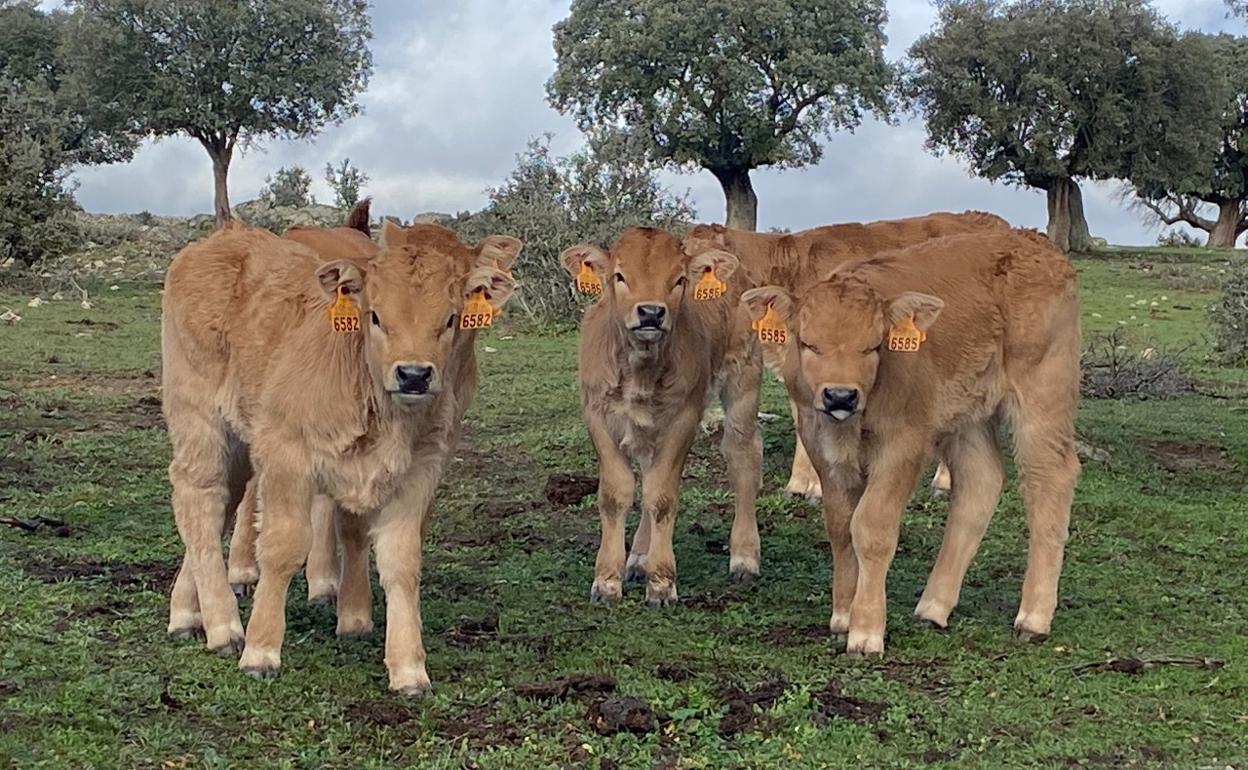 Terneros de la raza Aubrac, propiedad del ganadero Sergio Nieto, que muestra el estado actual del campo salmantino. 