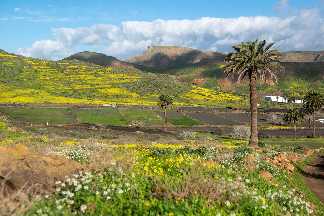 Haria (Lanzarote)