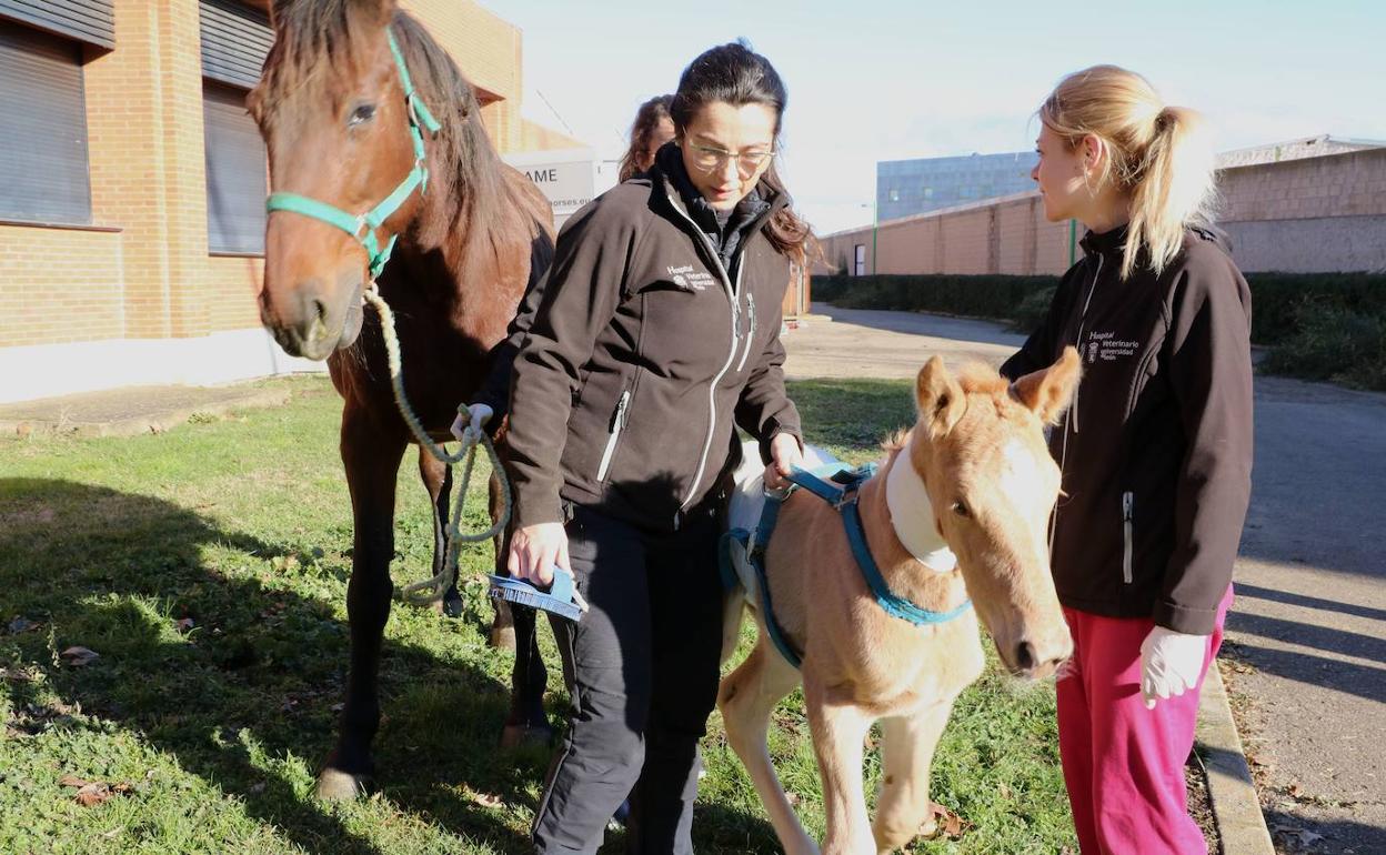 Intervención en el Hospital Veterinario de la Universidad de León, que reabre sus puertas para cirugías equinas.