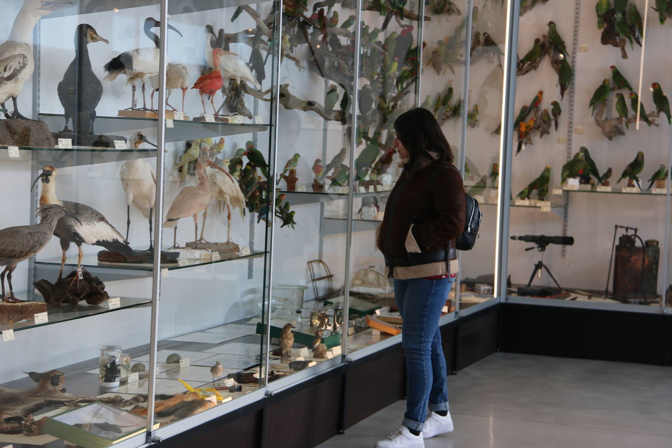 El Museo de Colecciones de la Universidad abre sus puertas a la sociedad leonesa | Ocho salas muestran parte de la colección de mamíferos, antrópodos, aves y mariposas que componen la mayor muestra de España con más de 2.500 aves de todo el mundo y 25.000 especies de mariposas | La colección biológica se amplía con una muestra patrimonial con más de mil objetos de investigación del siglo XIX.