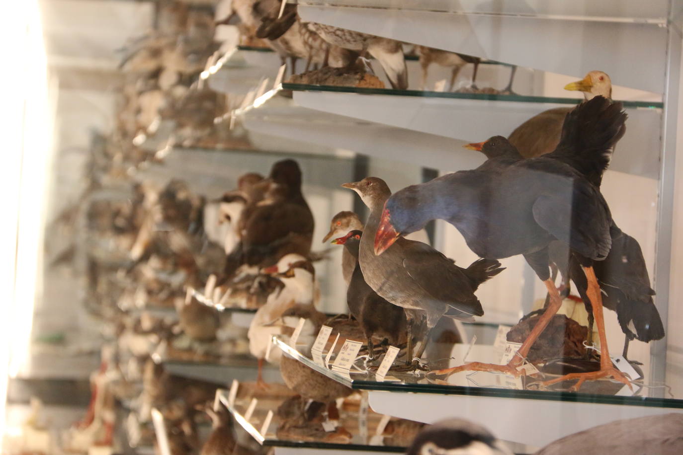 El Museo de Colecciones de la Universidad abre sus puertas a la sociedad leonesa | Ocho salas muestran parte de la colección de mamíferos, antrópodos, aves y mariposas que componen la mayor muestra de España con más de 2.500 aves de todo el mundo y 25.000 especies de mariposas | La colección biológica se amplía con una muestra patrimonial con más de mil objetos de investigación del siglo XIX.