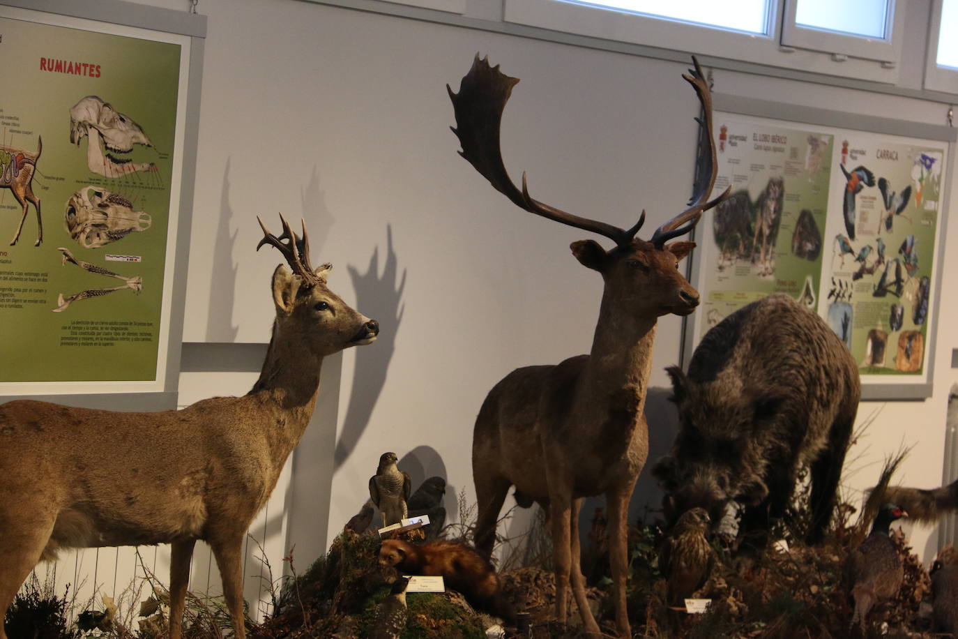 El Museo de Colecciones de la Universidad abre sus puertas a la sociedad leonesa | Ocho salas muestran parte de la colección de mamíferos, antrópodos, aves y mariposas que componen la mayor muestra de España con más de 2.500 aves de todo el mundo y 25.000 especies de mariposas | La colección biológica se amplía con una muestra patrimonial con más de mil objetos de investigación del siglo XIX.