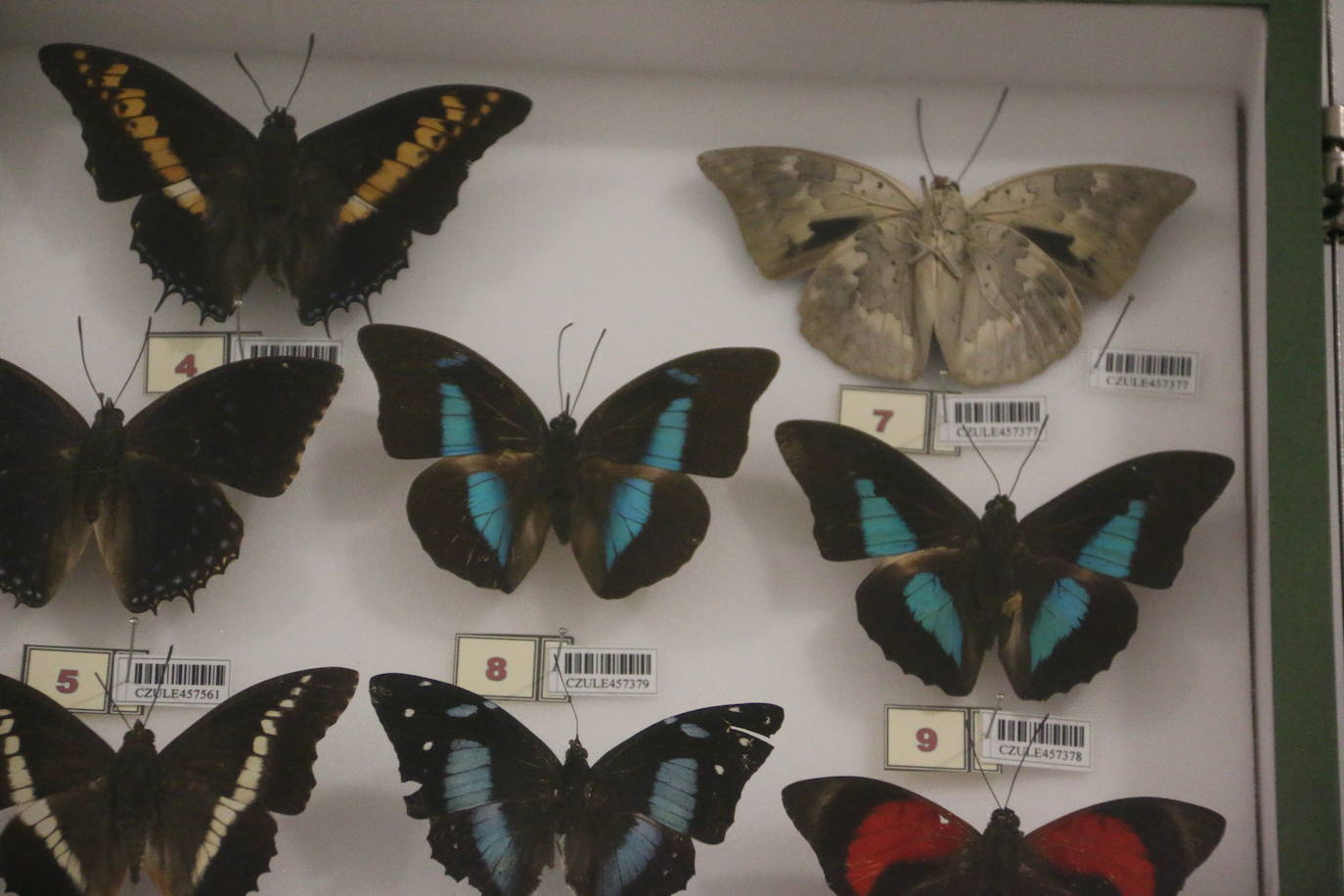 El Museo de Colecciones de la Universidad abre sus puertas a la sociedad leonesa | Ocho salas muestran parte de la colección de mamíferos, antrópodos, aves y mariposas que componen la mayor muestra de España con más de 2.500 aves de todo el mundo y 25.000 especies de mariposas | La colección biológica se amplía con una muestra patrimonial con más de mil objetos de investigación del siglo XIX.