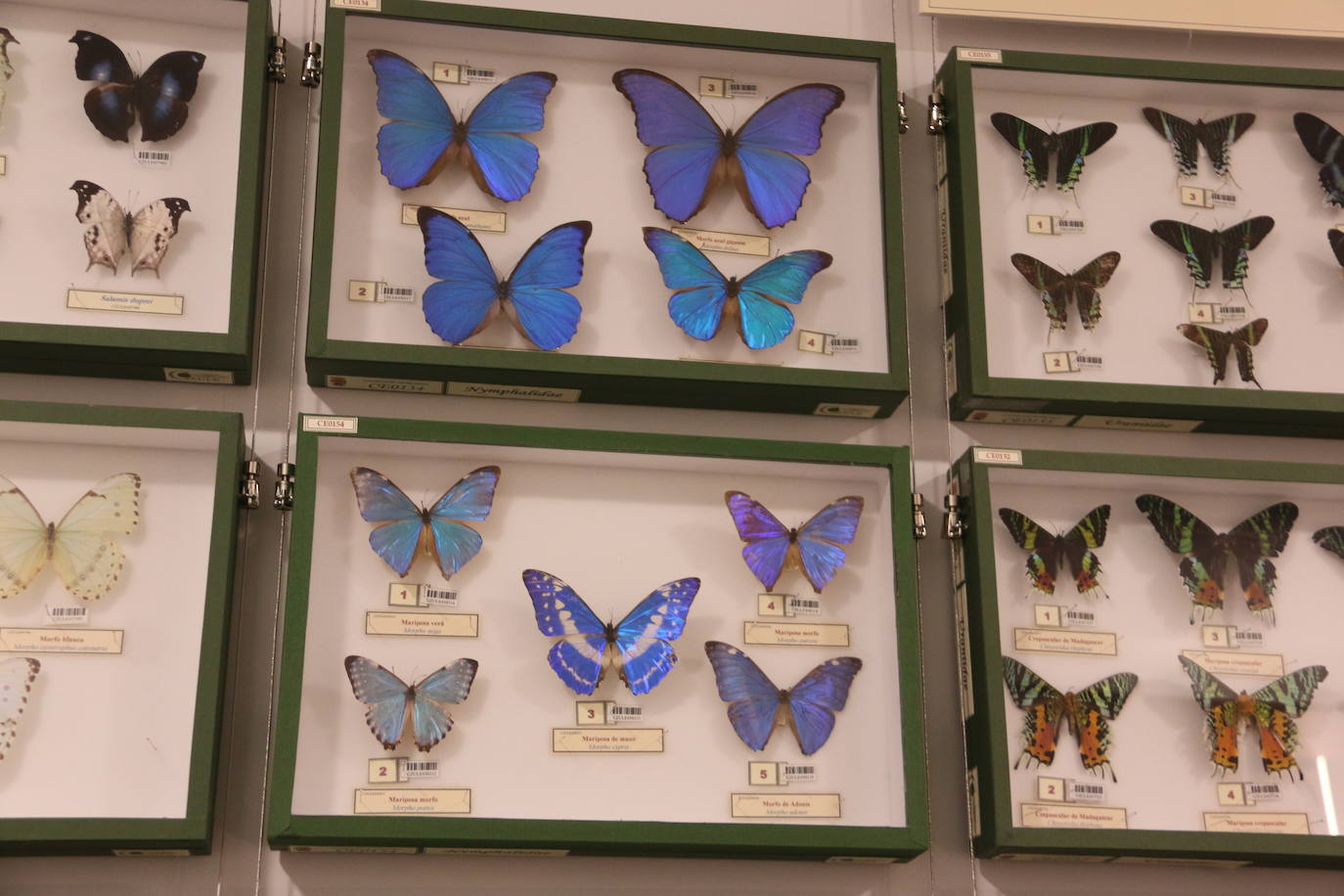 El Museo de Colecciones de la Universidad abre sus puertas a la sociedad leonesa | Ocho salas muestran parte de la colección de mamíferos, antrópodos, aves y mariposas que componen la mayor muestra de España con más de 2.500 aves de todo el mundo y 25.000 especies de mariposas | La colección biológica se amplía con una muestra patrimonial con más de mil objetos de investigación del siglo XIX.