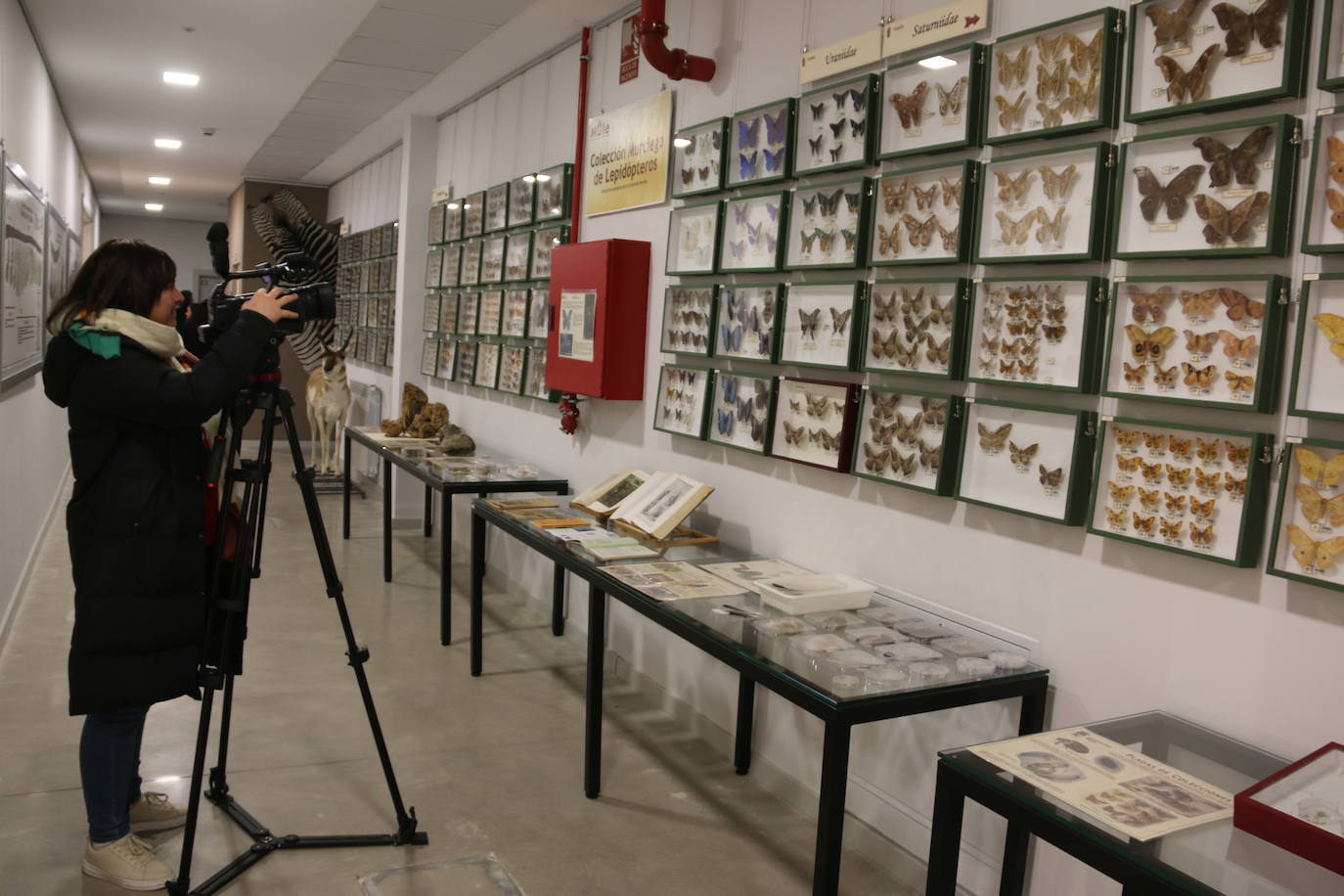 El Museo de Colecciones de la Universidad abre sus puertas a la sociedad leonesa | Ocho salas muestran parte de la colección de mamíferos, antrópodos, aves y mariposas que componen la mayor muestra de España con más de 2.500 aves de todo el mundo y 25.000 especies de mariposas | La colección biológica se amplía con una muestra patrimonial con más de mil objetos de investigación del siglo XIX.