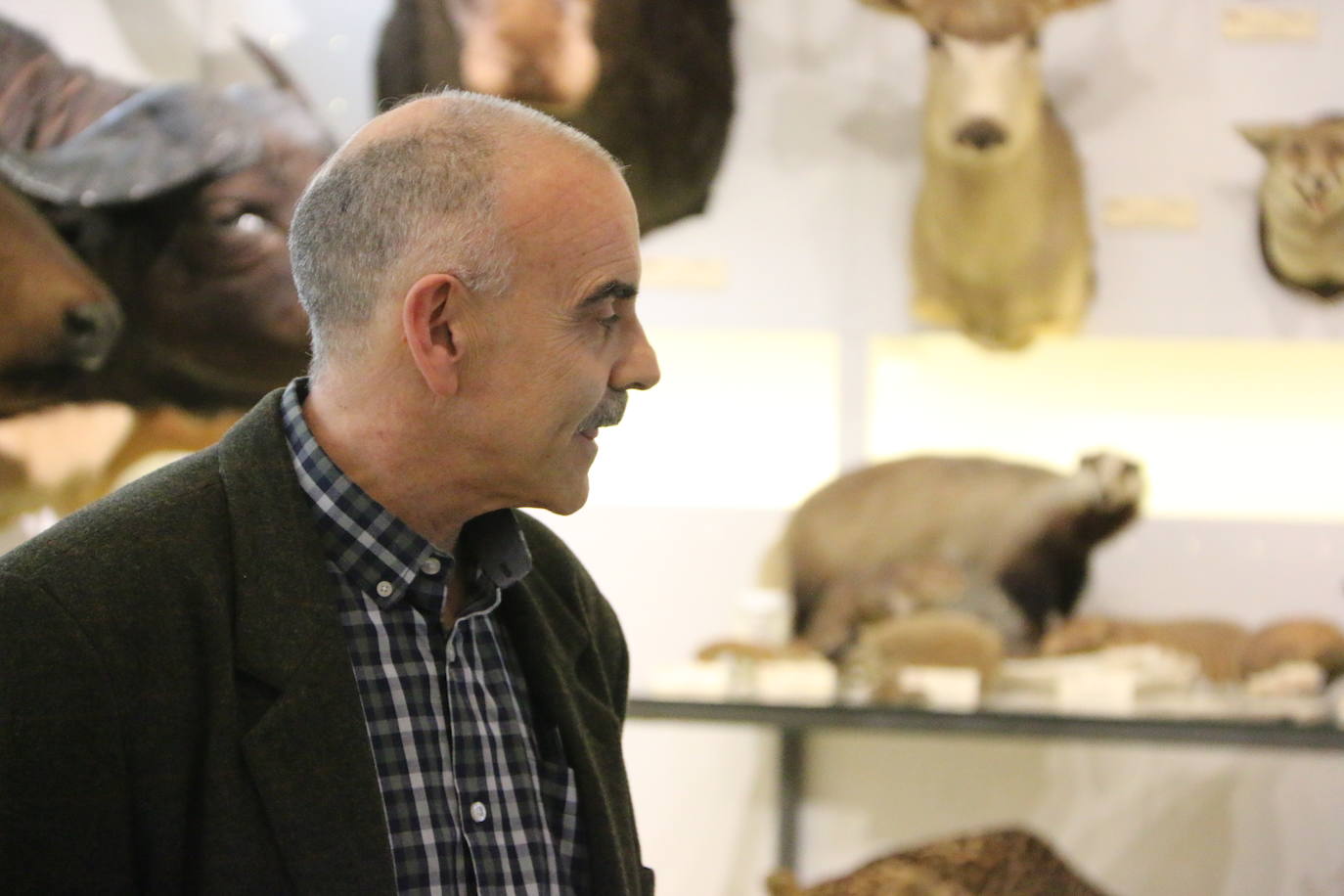 El Museo de Colecciones de la Universidad abre sus puertas a la sociedad leonesa | Ocho salas muestran parte de la colección de mamíferos, antrópodos, aves y mariposas que componen la mayor muestra de España con más de 2.500 aves de todo el mundo y 25.000 especies de mariposas | La colección biológica se amplía con una muestra patrimonial con más de mil objetos de investigación del siglo XIX.