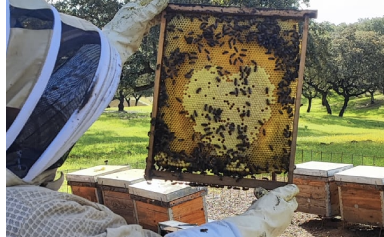 Javier Izquierdo muestra un corazón de cría de abeja en un cuadro. 