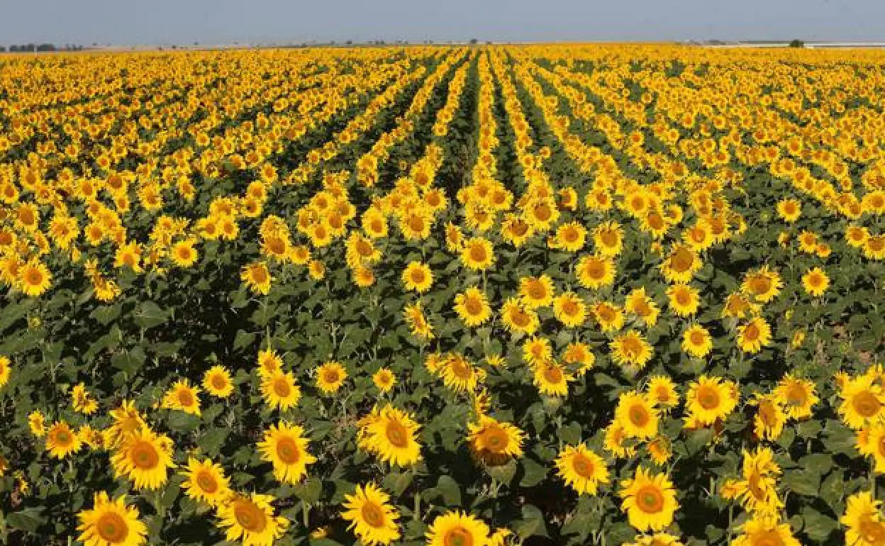 AEG pide que se recupere la ayuda directa al girasol esta campaña |  