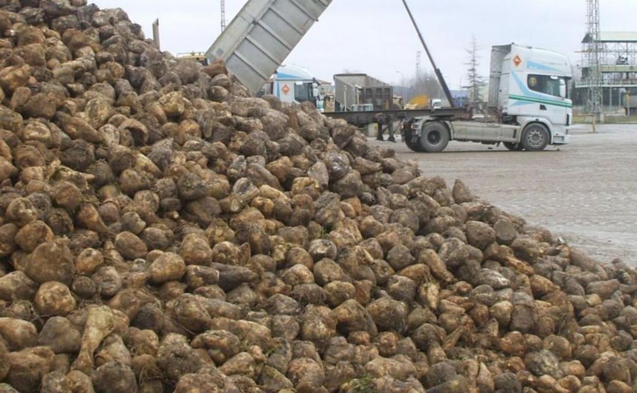 La fábrica azucarera de La Bañeza comienza a motular a partir del próximo 9. 