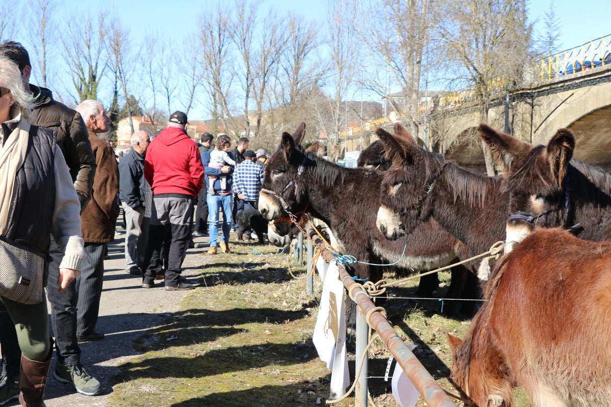 Gradefes ha celebrado este domingo su Feria de San Blas con un éxito rotundo de afluencia.