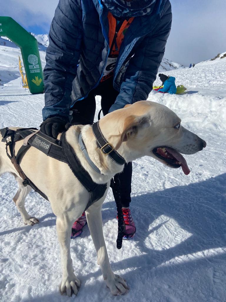 El puerto de Vegarada y Valdelugueros han vuelto a convertirse durante este fin de semana en la capital del Mushing.