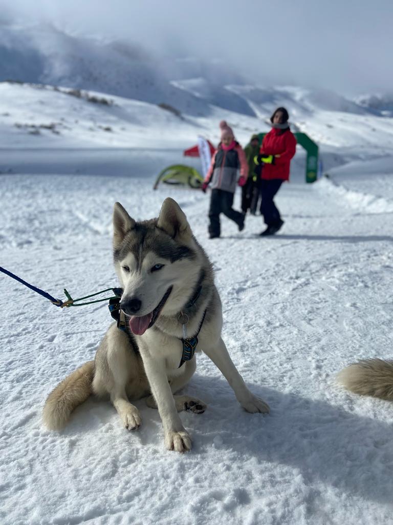 El puerto de Vegarada y Valdelugueros han vuelto a convertirse durante este fin de semana en la capital del Mushing.