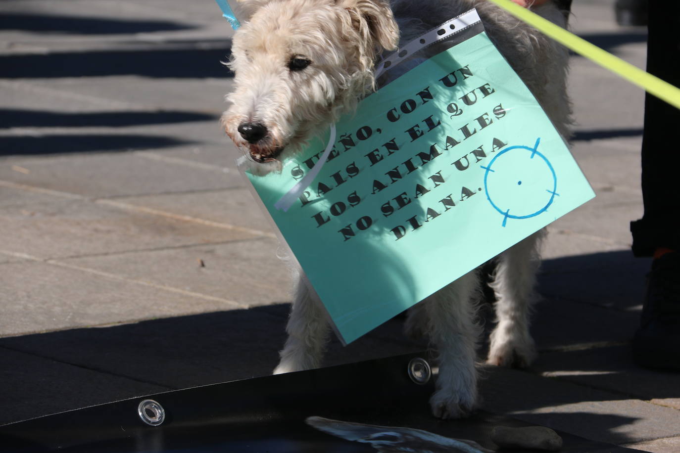 La Plataforma No a la Caza convoca en León una manifestación para exigir al Gobierno que modifique la Ley de Protección Animal e incluya en ella a perros como los galgos | EL 28 de febrero termina la temporada de caza con galgos y las asociaciones temen un «abandono masivo y asesinato» de estos animales.