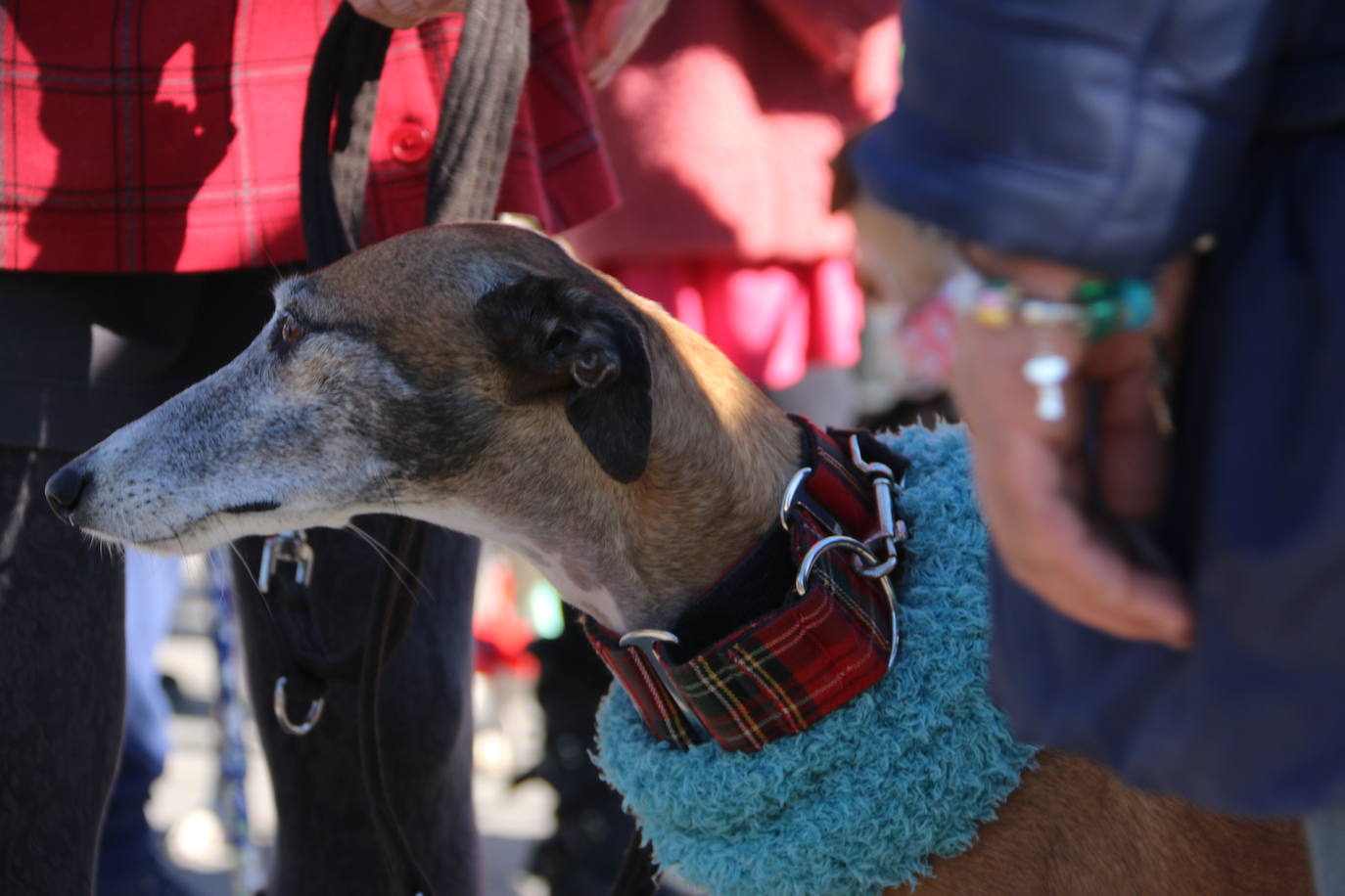 La Plataforma No a la Caza convoca en León una manifestación para exigir al Gobierno que modifique la Ley de Protección Animal e incluya en ella a perros como los galgos | EL 28 de febrero termina la temporada de caza con galgos y las asociaciones temen un «abandono masivo y asesinato» de estos animales.