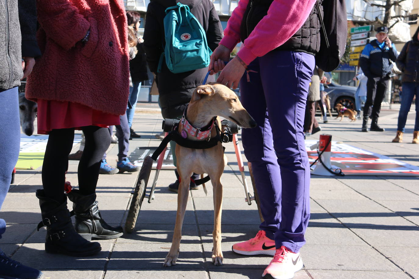 La Plataforma No a la Caza convoca en León una manifestación para exigir al Gobierno que modifique la Ley de Protección Animal e incluya en ella a perros como los galgos | EL 28 de febrero termina la temporada de caza con galgos y las asociaciones temen un «abandono masivo y asesinato» de estos animales.