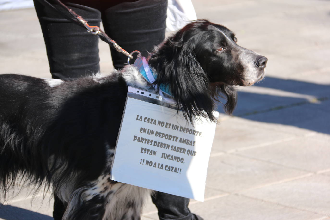 La Plataforma No a la Caza convoca en León una manifestación para exigir al Gobierno que modifique la Ley de Protección Animal e incluya en ella a perros como los galgos | EL 28 de febrero termina la temporada de caza con galgos y las asociaciones temen un «abandono masivo y asesinato» de estos animales.