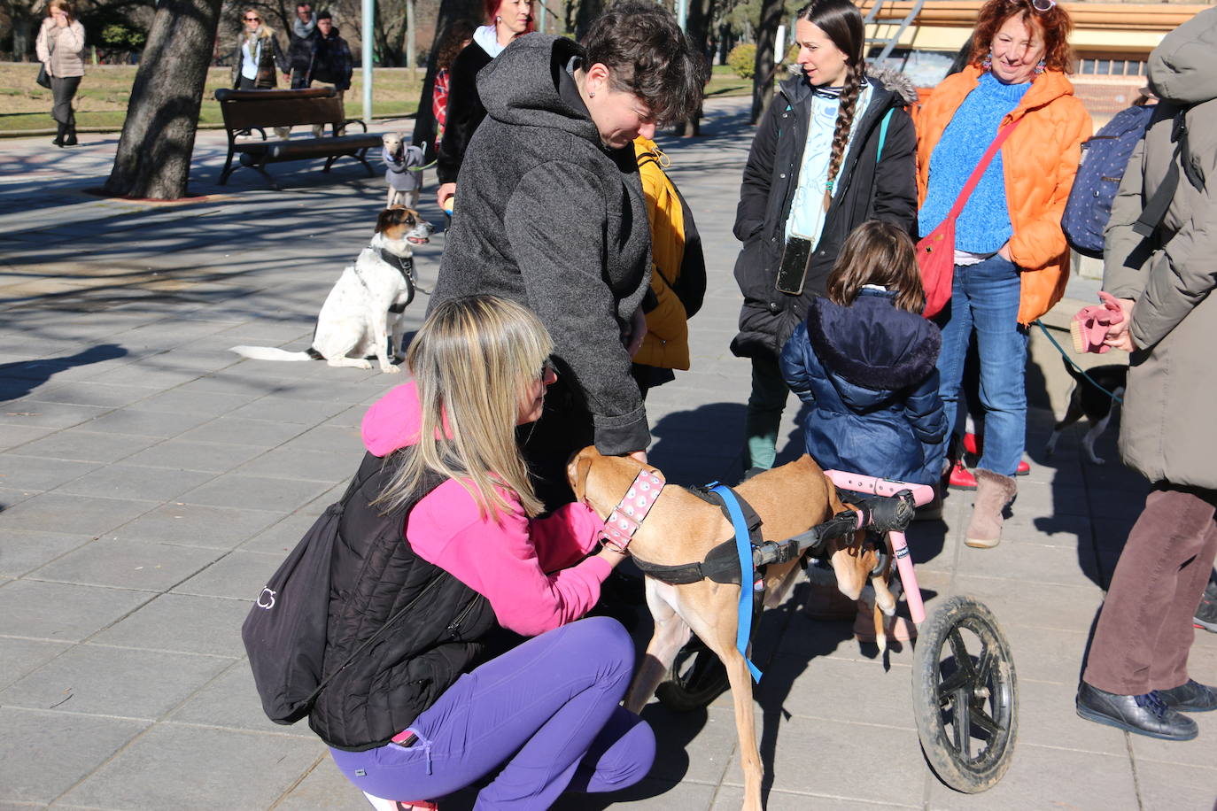 La Plataforma No a la Caza convoca en León una manifestación para exigir al Gobierno que modifique la Ley de Protección Animal e incluya en ella a perros como los galgos | EL 28 de febrero termina la temporada de caza con galgos y las asociaciones temen un «abandono masivo y asesinato» de estos animales.