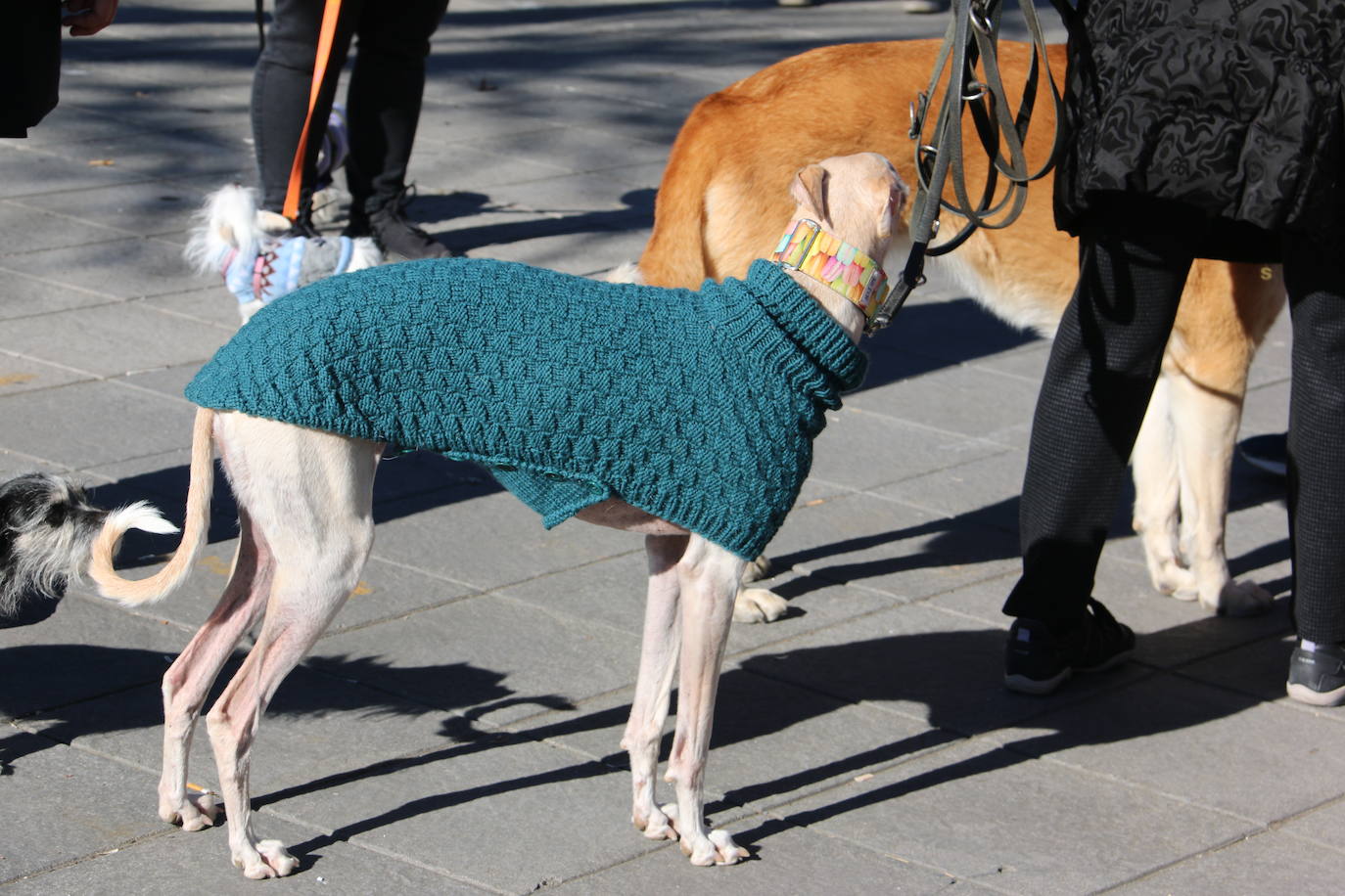 La Plataforma No a la Caza convoca en León una manifestación para exigir al Gobierno que modifique la Ley de Protección Animal e incluya en ella a perros como los galgos | EL 28 de febrero termina la temporada de caza con galgos y las asociaciones temen un «abandono masivo y asesinato» de estos animales.