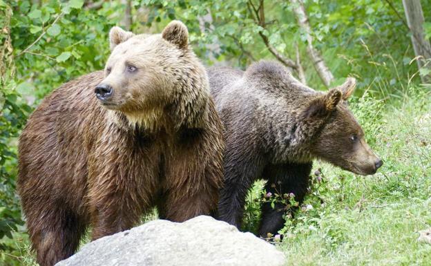 La población de oso pardo en la Cordillera Cantábrica ha crecido de forma exponencial, especialmente en la zona oriental.