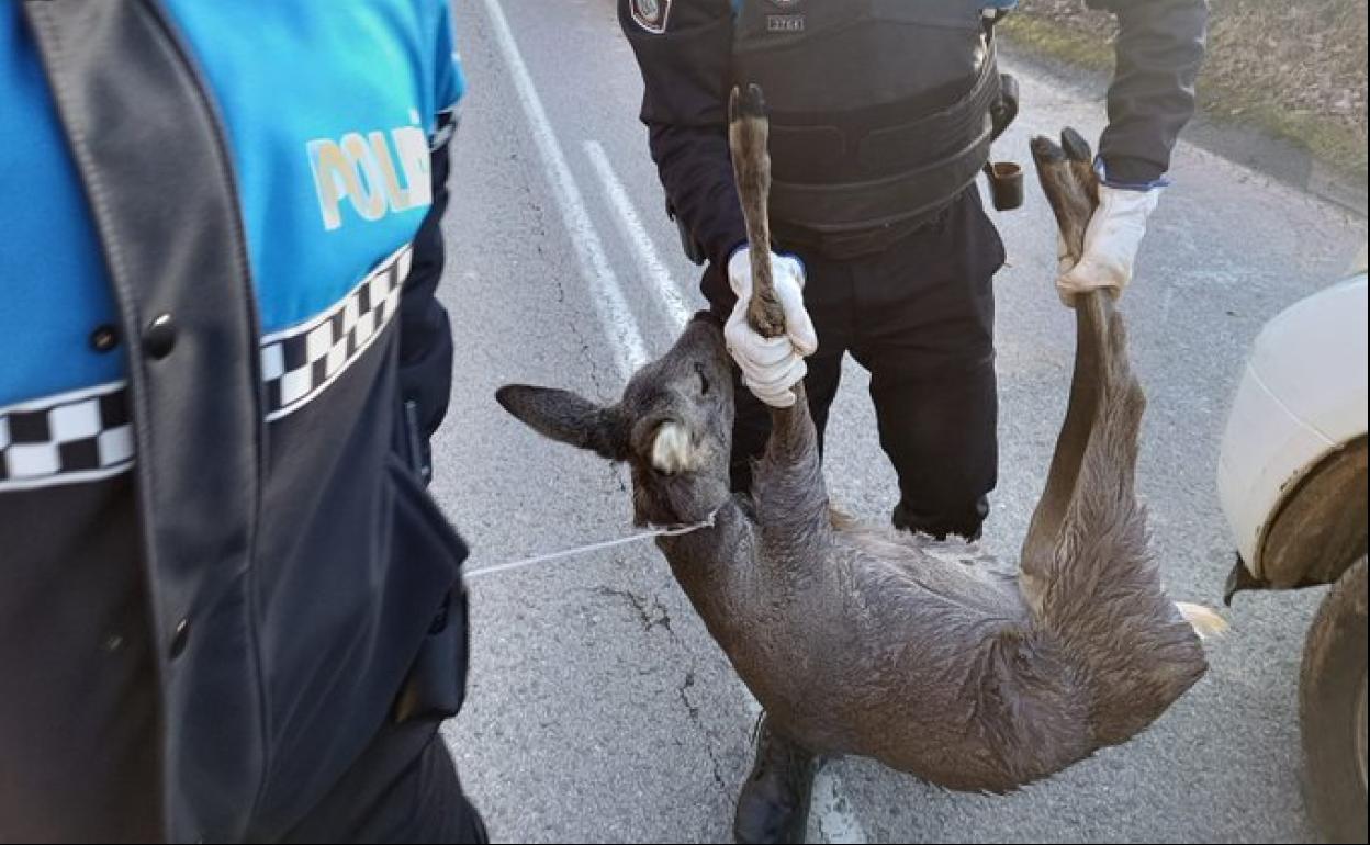 Imagen de la corza herida tras el accidente.