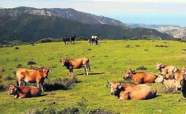 Pastos de montaña.