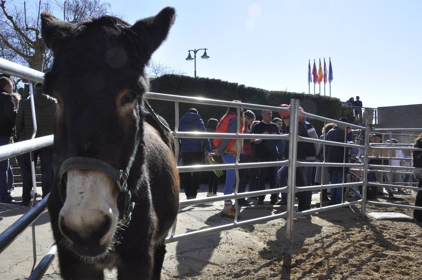 La muestra multisectorial llega a su tercer día orgullosa de su raíces de la mano de ASZAL la Asociación Nacional de Criadores de la Raza Asnal Zamorano-Leonesa