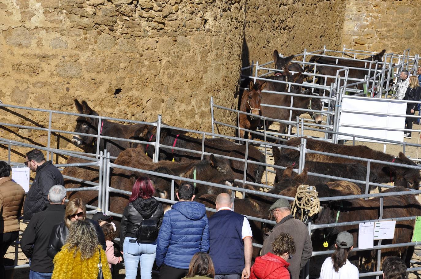 La muestra multisectorial llega a su tercer día orgullosa de su raíces de la mano de ASZAL la Asociación Nacional de Criadores de la Raza Asnal Zamorano-Leonesa