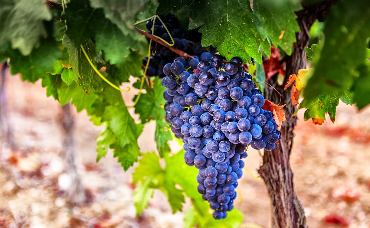 El director general de turismo visita los elementos que en un futuro próximo formarán parte de la Ruta turística del Vino 'Prieto Picudo'. 