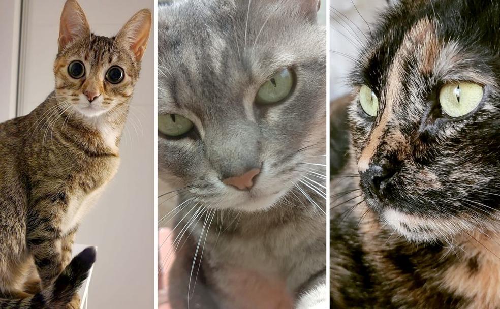 Selva, Pelusa y Lexa, de izquierda a derecha, tres gatas leonesas en el Día del Gato. 