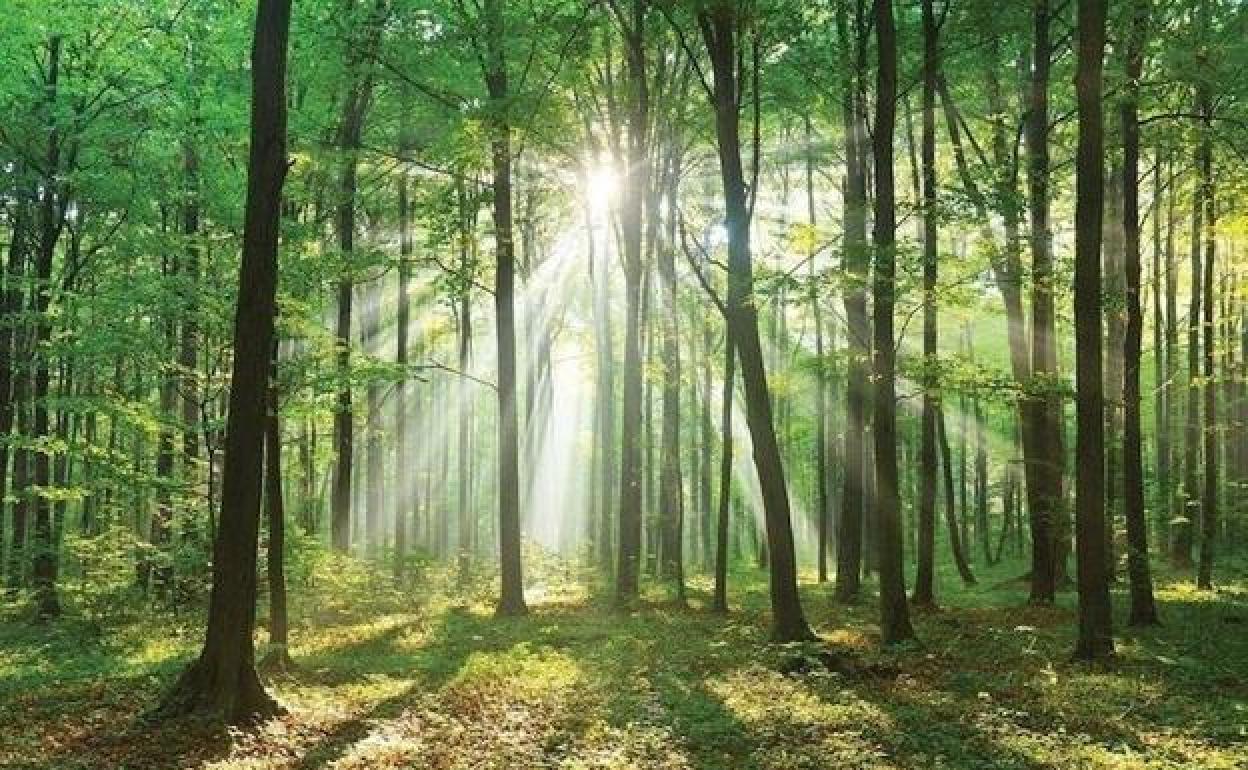 Las tres entidades han coincidido en el interés para el sector de Castilla y León de impulsar la actividad forestal.